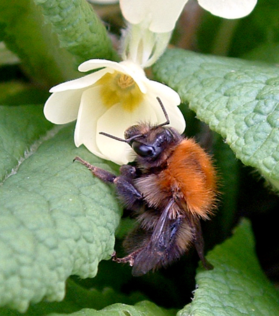 Early bumblebee foraging on a primrose