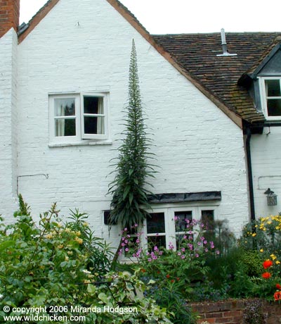 Echium pininana