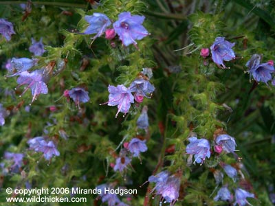 Echium pininana