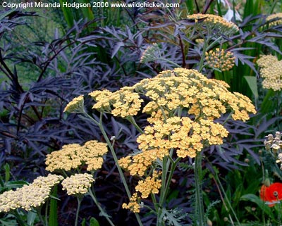 Sambucus nigra 'Black Lace' with Achillea 'Walter Funke'