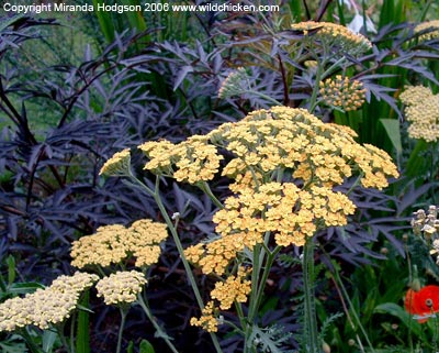 Sambucus nigra 'Black Lace' with Achillea 'Walter Funke'