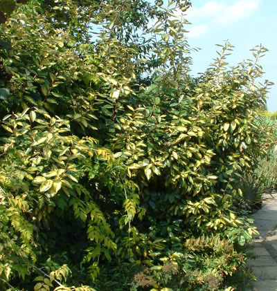 Elaeagnus ebbingei Limelight