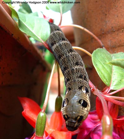 Elephant Hawkmoth caterpillar