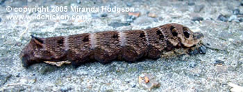 Elephant Hawk Moth caterpillar