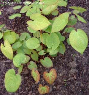 Epimedium pinnatum