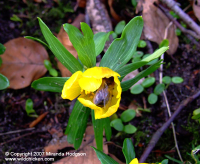 Eranthis hyemalis with a bee in it