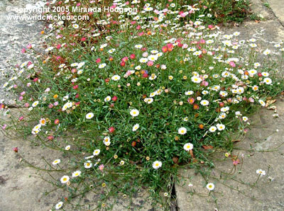 Erigeron karvinskianus