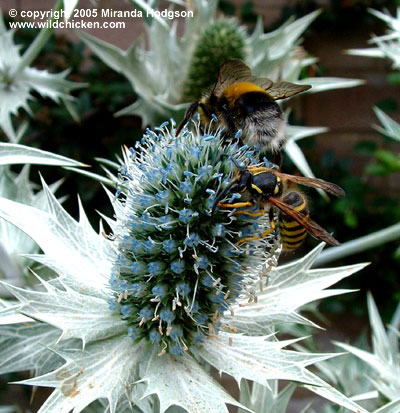 Eryngium giganteum 'Silver Ghost' - close-up