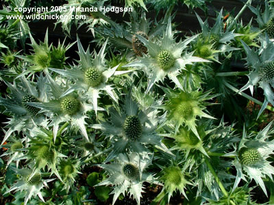 Eryngium giganteum 'Silver Ghost'