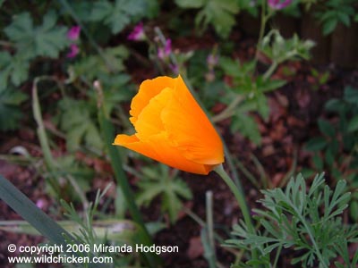 Eschscholzia