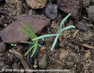 Eschscholzia seedlings