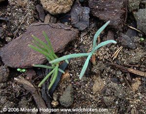 Eschscholzia seedlings