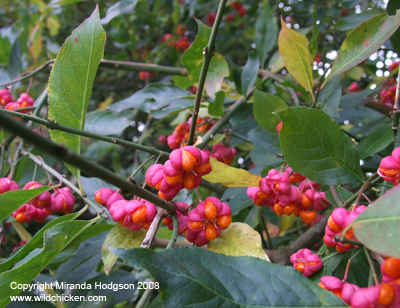 Euonymus europaeus leaves and berries