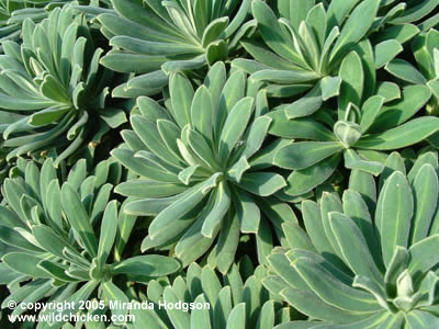 Euphorbia characias Portuguese Velvet' leaf