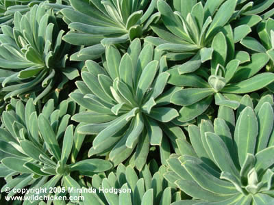 Euphorbia characias 'Portuguese Velvet'