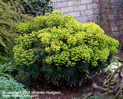 Euphorbia Redwing Charam