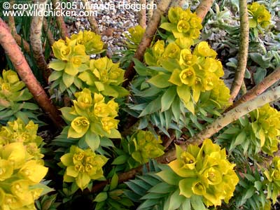 Euphorbia rigida