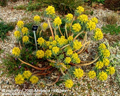 Euphorbia rigida