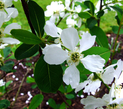 Exochorda giraldii