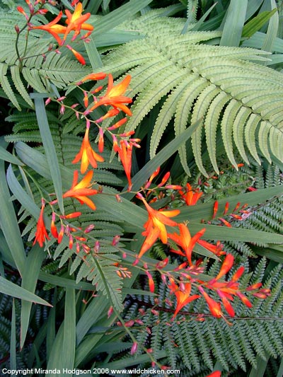 Ferns and crocosmia