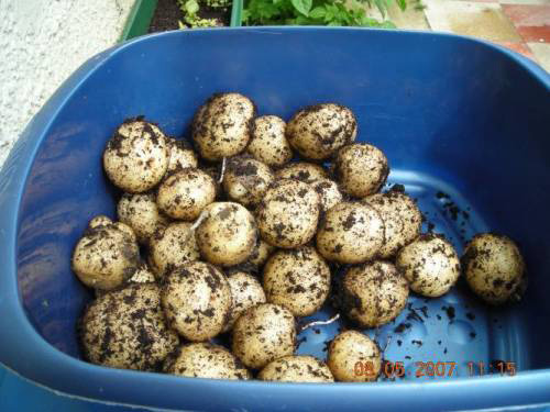 First Rocket potatoes ready