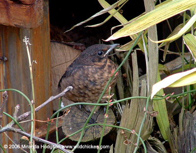 Young blackbird