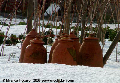 Forcing pots