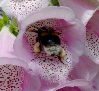 Bee in a foxglove flower