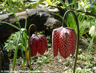 Fritillaria meleagris