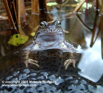 frog in pond with spawn