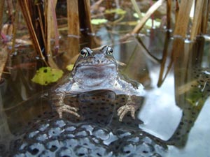 Frog with spawn