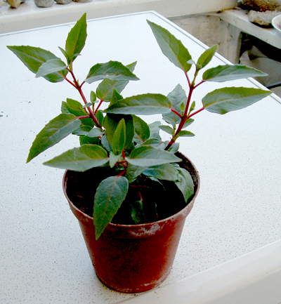 Fucshia plant