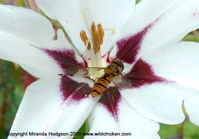 Gladiolus murielae with a hoverfly