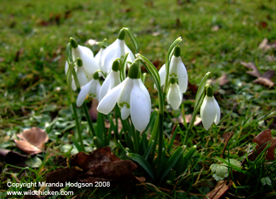 Galanthus nivalis