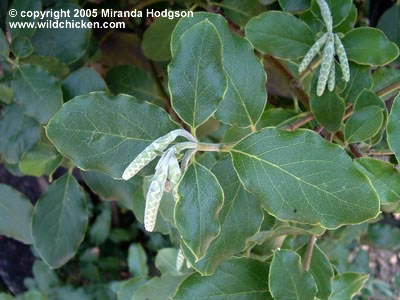 Garrya elliptica - close-up