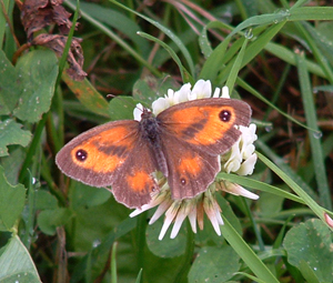 Gatekeeper butterfly