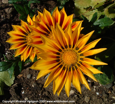 Gazania 'Sunkiss'