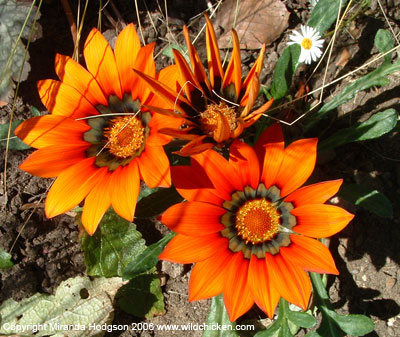 Gazania 'Sunkiss'