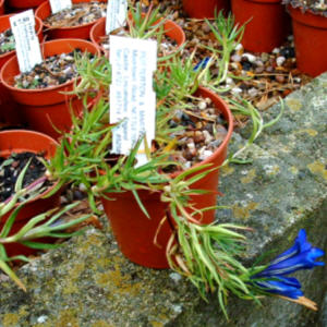 gentian blue silk - pot