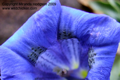 Gentiana acaulis flower detail