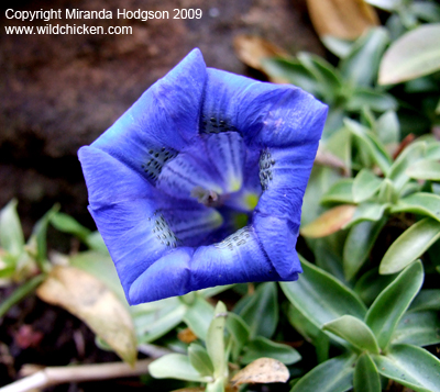 Gentiana acaulis flower