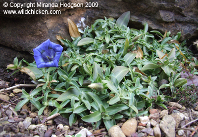 Gentiana acaulis habit