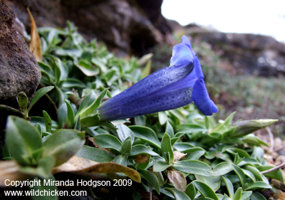 Gentiana acaulis flower profile