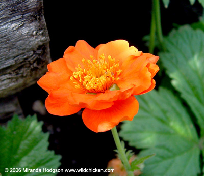 Geum 'Borisii'