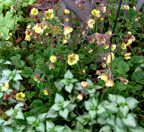 Lamium maculatum and Geum Cream Drop