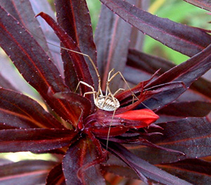 Harvest spider