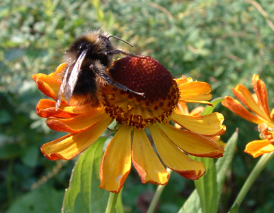 Helenium autumnale