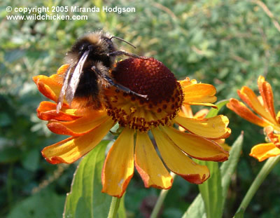 Helenium autumnale