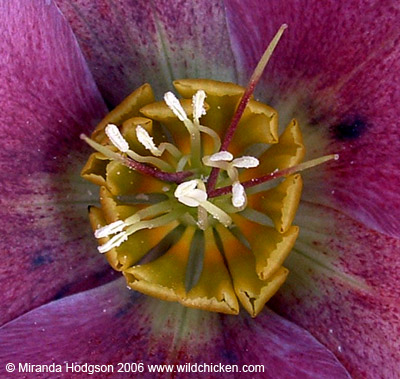 Hellebore nectaries