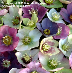 hellebore_x_hybridus2.jpg